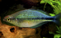 Melanotaenia lacustris