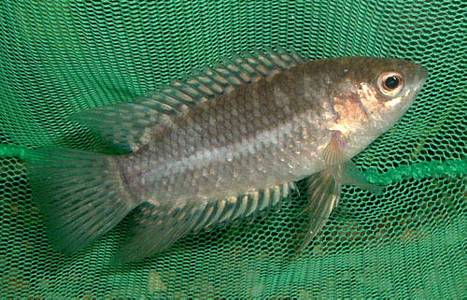 Microctenopoma congicum