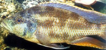 Nimbochromis polystigma