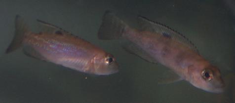 Neolamprologus hecqui