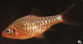 Puntius oligolepis