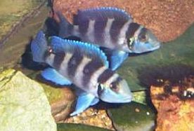 Neolamprologus tretocephalus