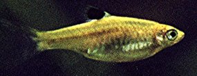 Rasbora dorsiocellata