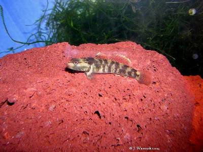 Rhinogobius wui
