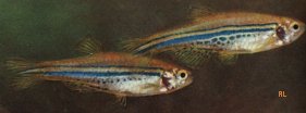 Danio nigrofasciatus