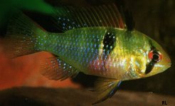 Mikrogeophagus ramirezi