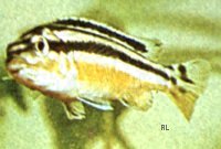 Melanochromis auratus