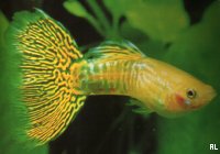 Poecilia reticulata