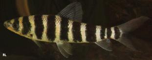 Leporinus fasciatus