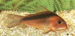 Corydoras rabauti