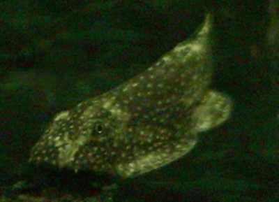 Gastromyzon ctenocephalus