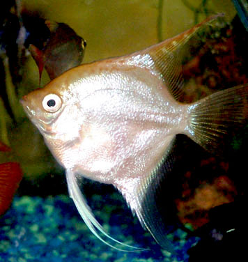 Pterophyllum_scalare