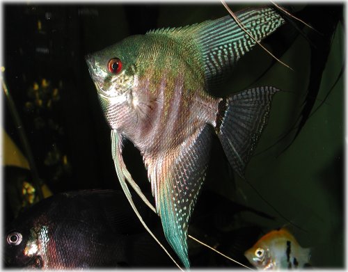 Pterophyllum_scalare