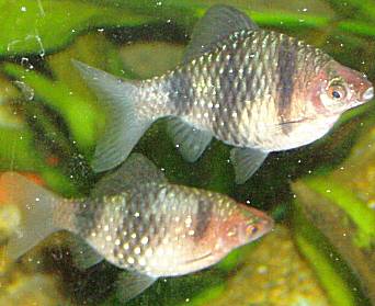 Puntius_nigrofasciatus