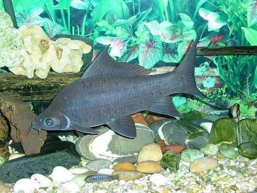 Labeo_chrysophekadion