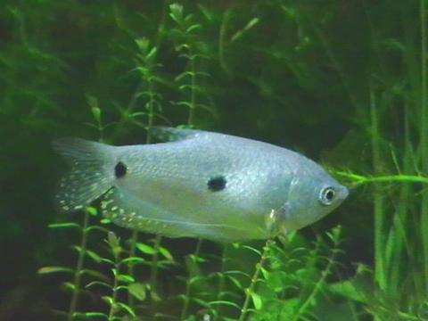 Trichogaster_trichopterus