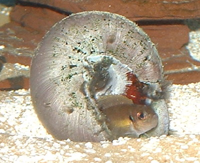 Neolamprologus_brevis