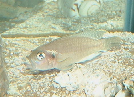 Neolamprologus_brevis