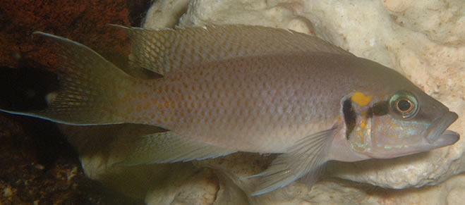 Neolamprologus_brichardi