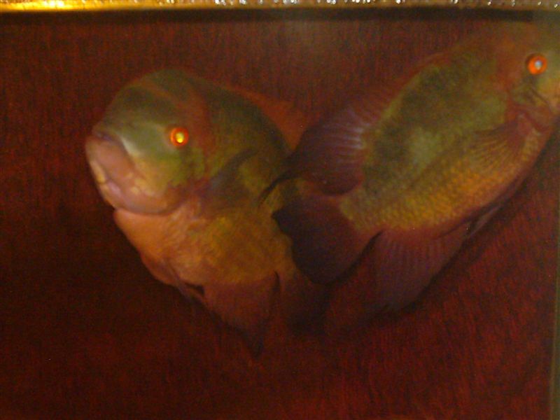 Sphaerichthys_osphromenoides