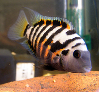 Cryptoheros_nigrofasciatus