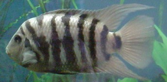 Cryptoheros_nigrofasciatus