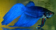 Betta_splendens