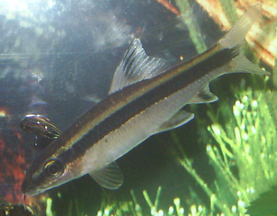 Epalzeorhynchos_kalopterus