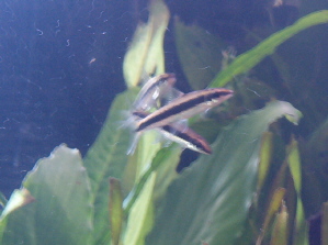 Epalzeorhynchos_kalopterus