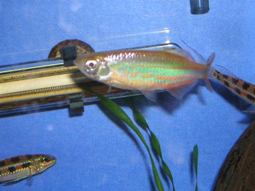 Devario_aequipinnatus