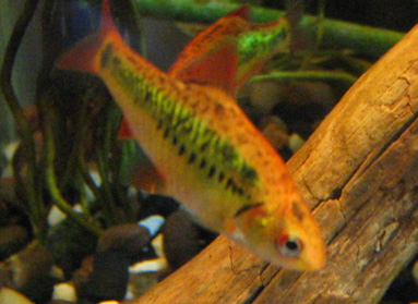 Puntius_gelius