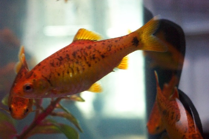 Puntius_gelius