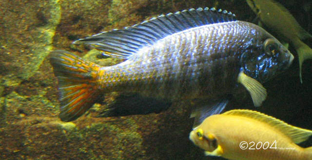 Aulonocara_stuartgranti