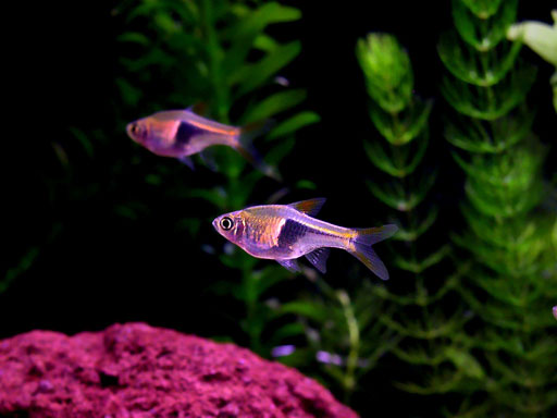 Trigonostigma_heteromorpha