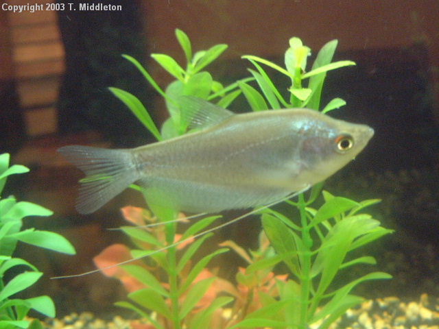 Trichogaster_microlepis