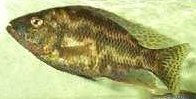 Nimbochromis_polystigma