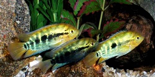 Herotilapia_multispinosa