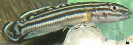 Julidochromis_regani