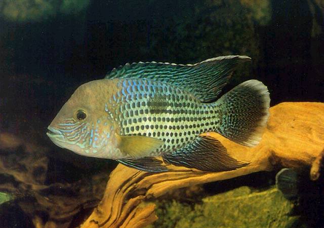 Aequidens_rivulatus