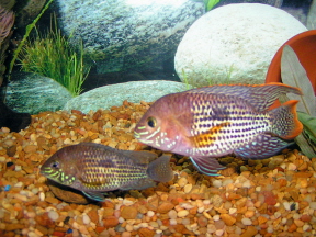 Aequidens_rivulatus