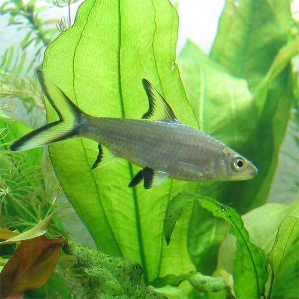 Balantiocheilos_melanopterus