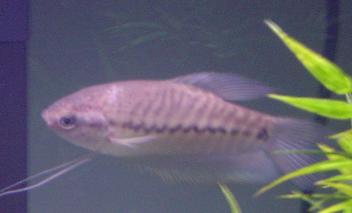 Trichogaster_pectoralis