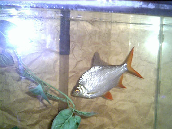 Barbodes_schwanenfeldii