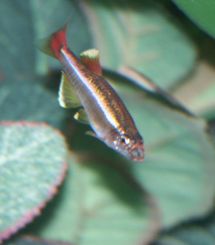 Tanichthys_albonubes