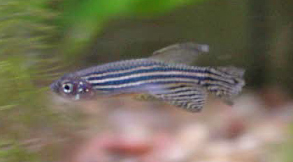 Danio_rerio