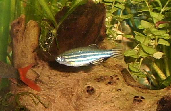 Danio_rerio