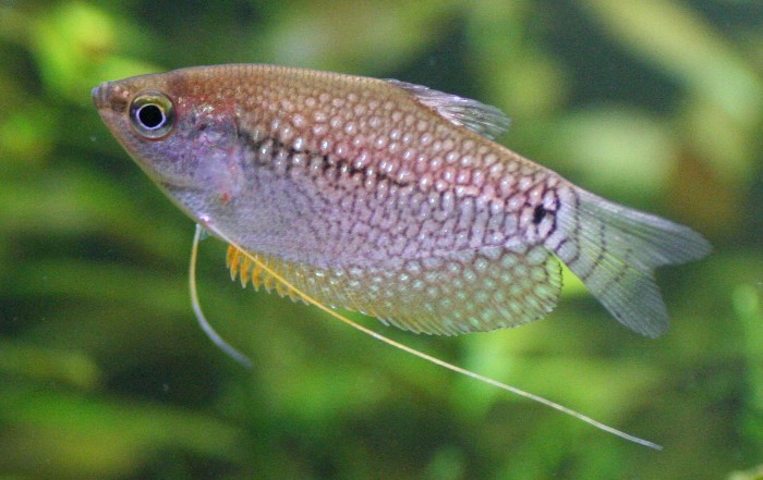Trichogaster_leerii