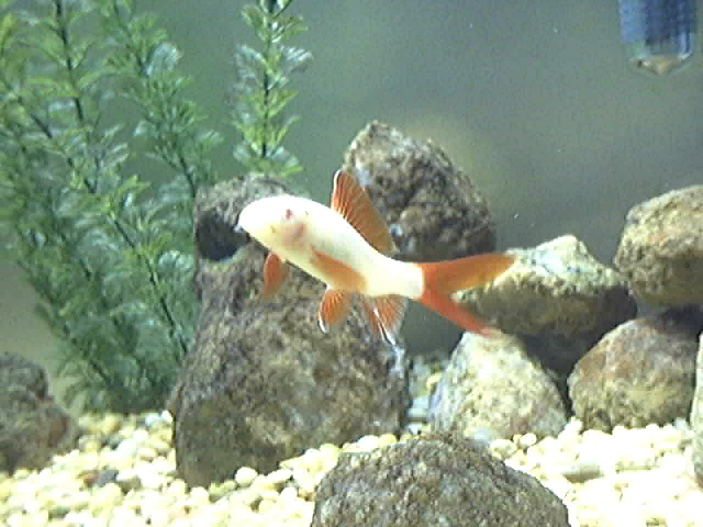 Epalzeorhynchos_bicolor