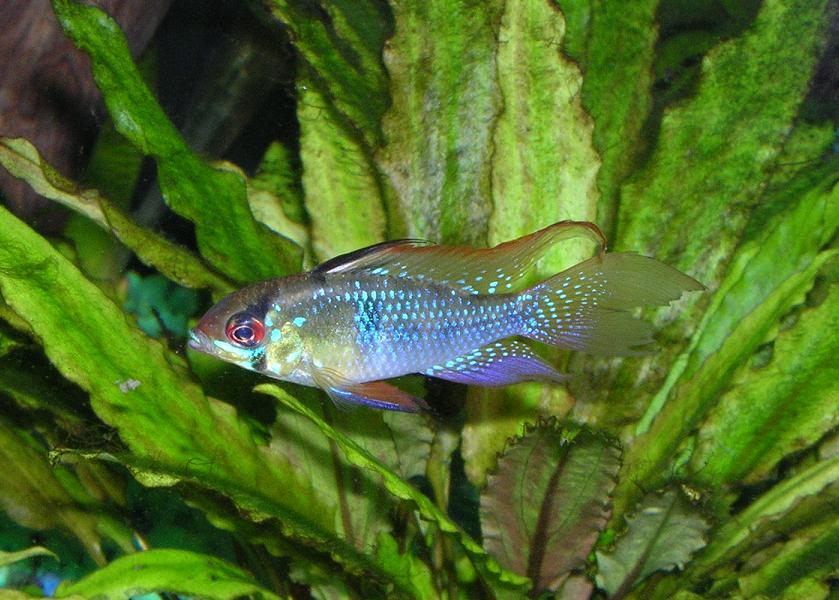 Mikrogeophagus_ramirezi