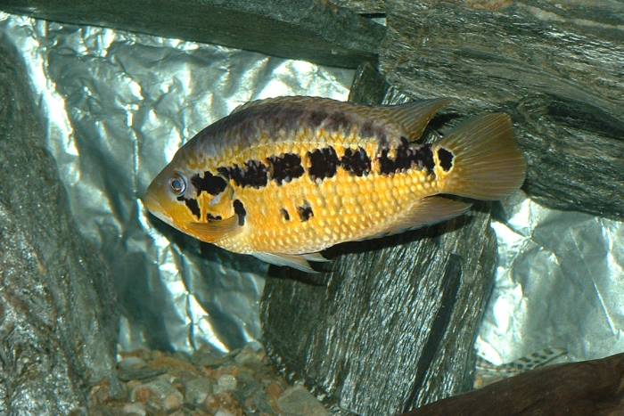 Parachromis_loisellei